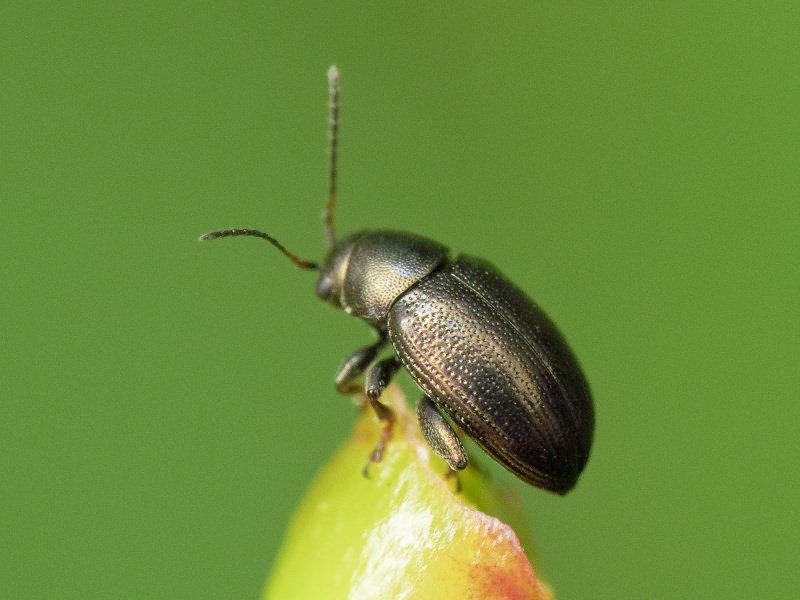 Chaetocnema aridula (Gyllenhal, 1827)
